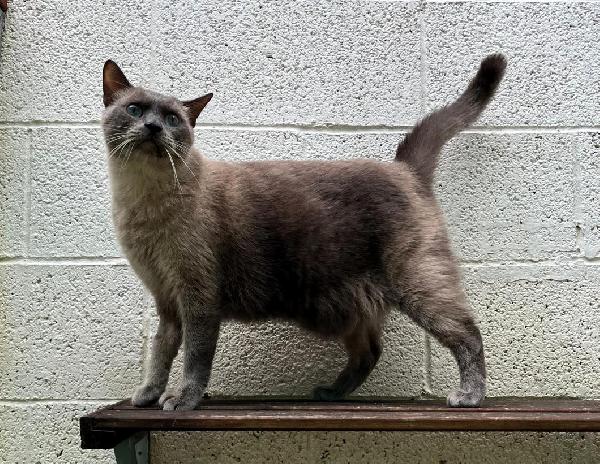 BLU  MICIO SIAMESE Foto 3